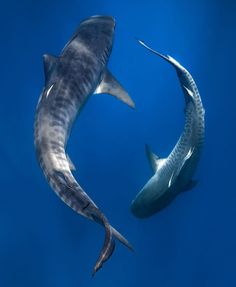 two large sharks swimming side by side in the blue water with their tails curled up