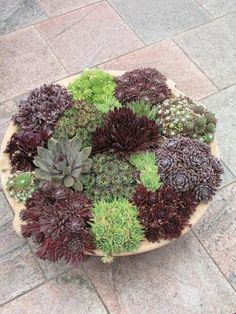 an arrangement of succulents and other plants in a bowl on the ground