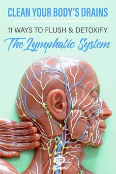 Clean Lymph System, How To Clear Your Lymph System, How To Unclog Your Lymph Glands Naturally, Drain Lymph System, Parasite Cleanse Protocol, Lymph Drainage Dry Brushing, Vascular Cleansing, How To Drain Lymph Nodes, A03 Link