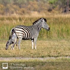 two zebras standing in the grass next to each other