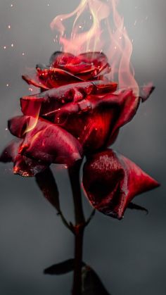 a close up of a red rose with fire in the middle and water around it