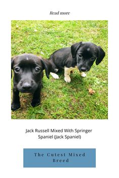 two black puppies standing next to each other on top of a grass covered field