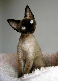 a siamese cat sitting on top of a pink blanket looking up at the camera