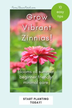 pink zinnias in a garden with text overlay reading: pams flower patch dot com, 10 easy tips, Grow vibrant zinnias!, blooms all summer, beginner friendly, minimal care, start planting today Growing Zinnias, Attracting Butterflies, Cactus Types, Organic Mulch, Zinnia Flowers