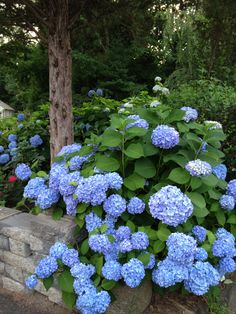 blue hydrangeas are growing on the side of a stone wall in a garden