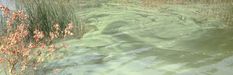 the water is green with algae and weeds growing on it's sides, as seen from above