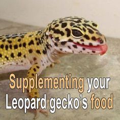 a leopard gecko with its mouth open and the caption says, supplementing your leopard gecko's food