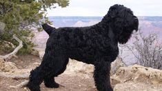 a large black dog standing on top of a mountain