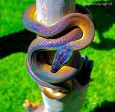 a purple and orange snake on top of a tree