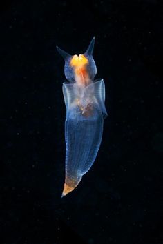 a jellyfish in the dark with its mouth open