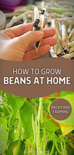 the cover of how to grow beans at home