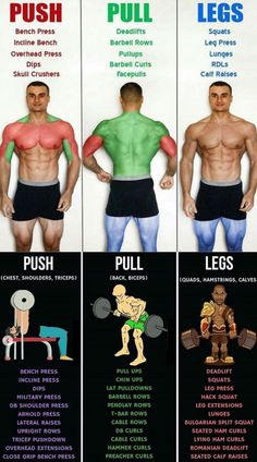 an image of the different muscles and their functions in each bodybuiler's chest