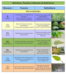 a table with different types of plants and their names in spanish, english and spanish