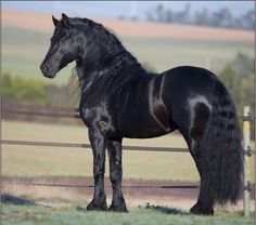 a black horse standing next to a wooden fence