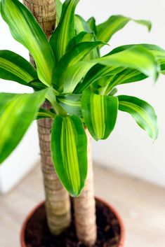 a green plant in a brown pot on a table