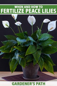 a potted plant sitting on top of a wooden table next to a sign that says, when and how to fertilize peace lilies