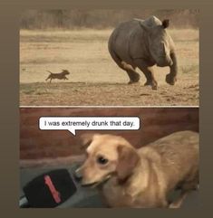 a dog running next to a rhinoceros