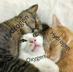 two cats sleeping next to each other with the words hydrogen and hydrogen written on them