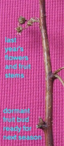 a tree branch with the words last year's flowers and fruit stems dormant fruit bud ready for next season