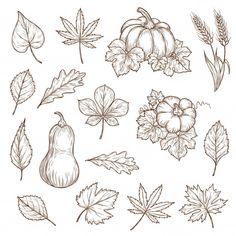 the various leaves and fruits are drawn by hand