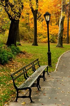 two park benches sitting next to each other on a sidewalk in front of trees with yellow leaves