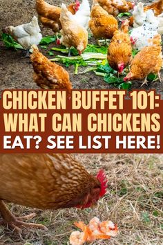 chickens eating food out of the ground with text that reads chicken buffet 101 what can chickens eat? see list here