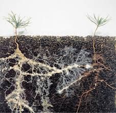 two plants sprouting out of soil with roots on top, and another plant in the background