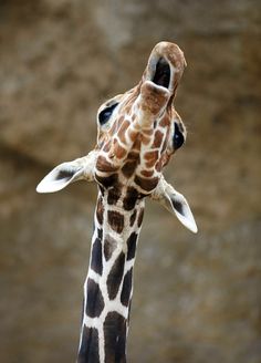 the head and neck of a giraffe with it's mouth open in front of a rock wall