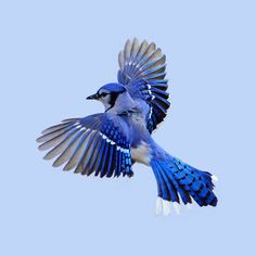 a blue bird is flying in the sky