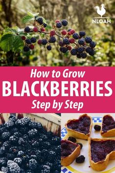 how to grow blackberries step by step