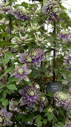 purple and green flowers growing on the side of a building