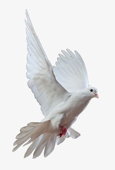 a white bird flying through the air with its wings spread