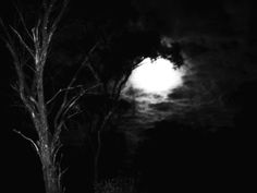 the full moon shines brightly in the dark night sky over a tree and grassy area