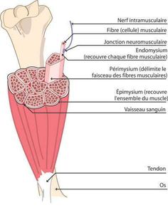 the muscles are labeled in this diagram, with labels on each side and below them