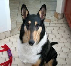 a black and brown dog sitting on top of a tile floor next to a red leash