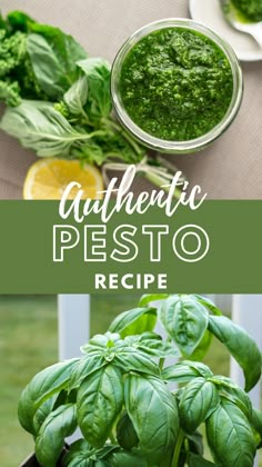 basil plants and a jar of homemade pesto Authentic Pesto Recipe, Best Pesto Recipe, Easy Vegan Pesto, Easy Pesto Recipe, Vegan Pesto Sauce, Vegan Pesto Recipe, Homemade Basil Pesto, Basil Pesto Recipe, Pesto Sauce Recipe