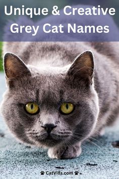 a grey cat with the title unique & creative gray cat names