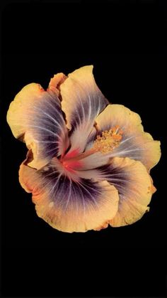 a yellow and purple flower on a black background