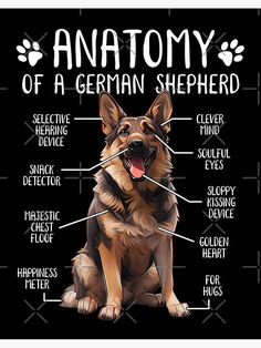 the anatomy of a german shepherd dog on a black background with white lettering and an image of its features