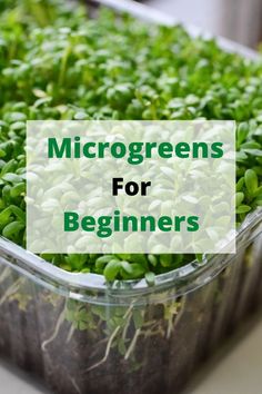 growing microgreens Salad Garden, Growing Peas, Indoor Vegetables, Growing Sunflowers, Vegetable Harvest, Micro Greens