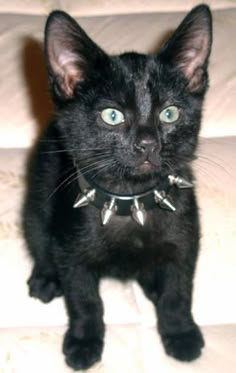 a black cat with blue eyes sitting on a couch