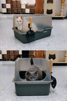 two pictures of a cat in a litter box