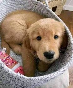 a puppy that is laying down in a basket