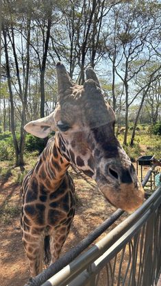 a giraffe sticking its head over a fence to look at the camera man