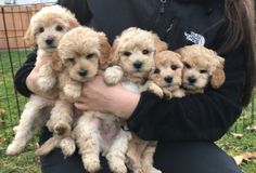 a person holding five puppies in their arms and the dog is wearing a black jacket