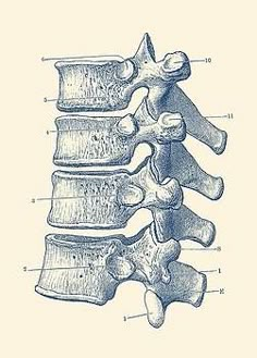 a diagram of the back of a person's head and neck, with bones labeled