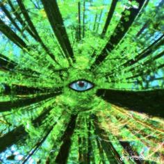 an eye is seen in the center of a tree