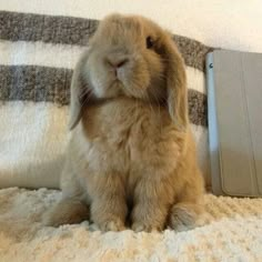 a brown rabbit sitting on top of a bed next to a laptop computer and blanket