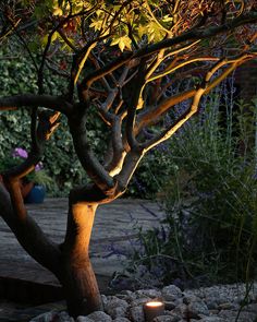 a lit candle is sitting in the middle of a rock garden with trees and bushes