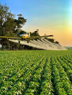 an airplane spraying pesticide on a field